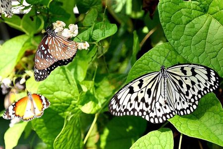 KL Butterfly Park Admission with Kuala Lumpur Famous Landmarks