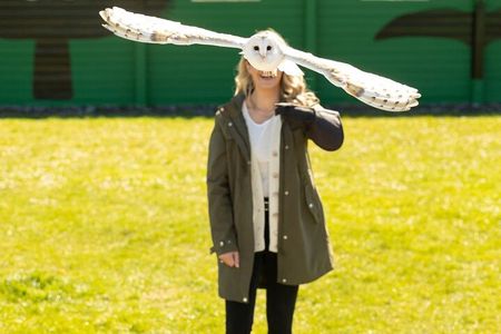 From Dublin: Cliffs of Moher, Bird of Prey & Aillwee Cave