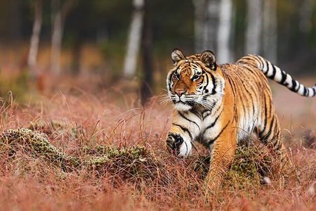 Explore By Car Delhi Agra Ranthambore Jaipur 3 Night 4 Days