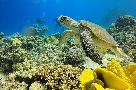 A Special Diving Adventure in The Red Sea Aqaba