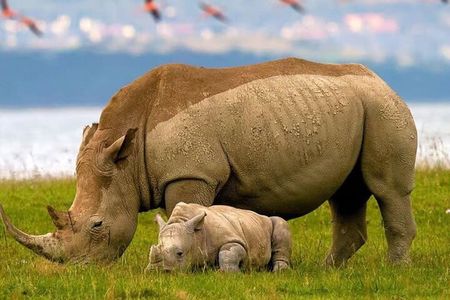 4 Days Masai Mara and lake Nakuru budget safari.