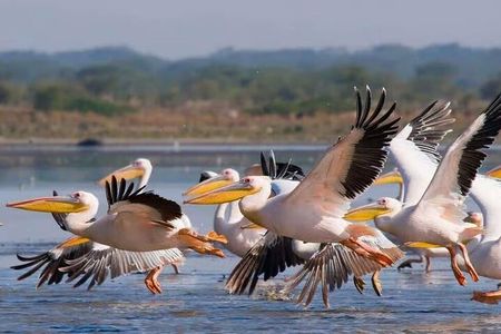 Lake Nakuru National Park:Day Trip from Nairobi