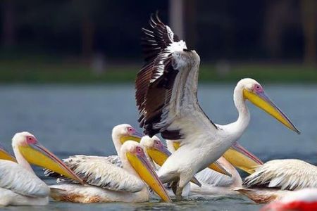 Lake Nakuru National Park:Day Trip from Nairobi