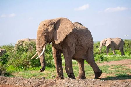 Amboseli National Park: Full Day Tour From Nairobi