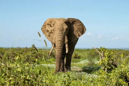 Amboseli National Park: Full Day Tour From Nairobi