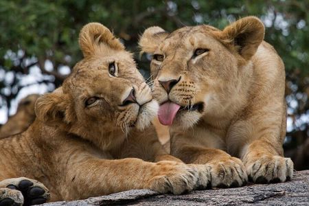 Nairobi National Park,Elephant Orphanage, Giraffe Center and Karen Blixen Museum