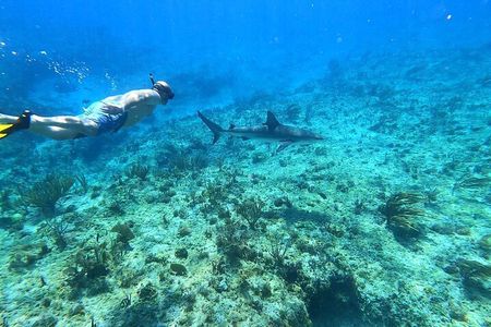 Top 4 Snorkeling Adventures in Bimini
