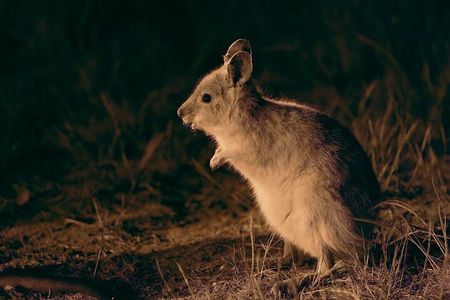  Australian Animal Night Safari