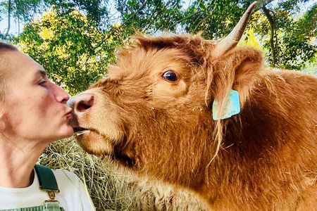 Highland Cow Experience