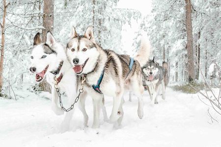 Pure Amazing Husky Mushing Experience Small Group