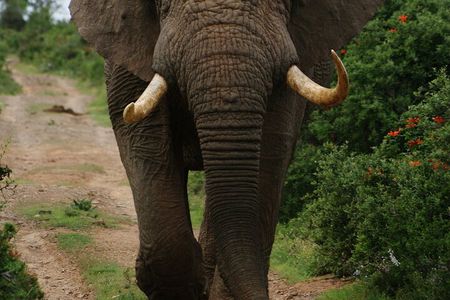 Adventure in Akagera Wildlife Park