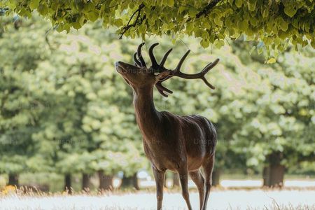 Private Osaka and Nara tour with English speaking guide 