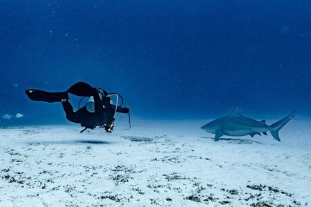 Bull Shark Dive in Playa del Carmen – Dive Machine Experience