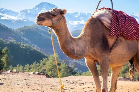 Marrakech: Private Atlas Mountains Day Trip w Camel Ride