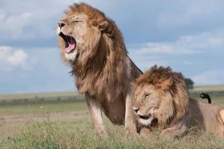 Nairobi National Park Safari- Big 4 Adventure Just Minutes Away