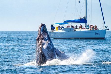 Puerto Vallarta Luxury Sailing with Premium Open bar & lunch