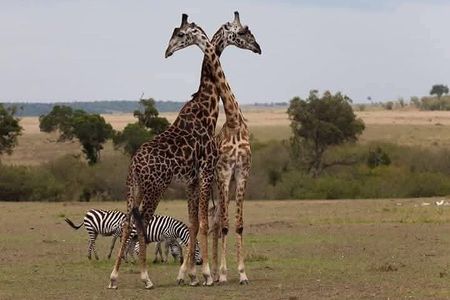 Nairobi City Tour and Giraffe Center Tour