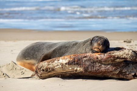 Dunedin to Invercargill via the Catlins 1 Way Small Group Tour
