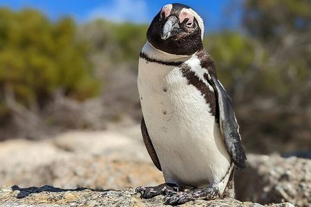Cape Peninsula Private Tour: Table Mountain, Cape Point, Penguins