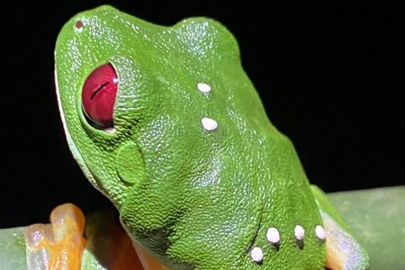 Manuel Antonio Night walk Expedition