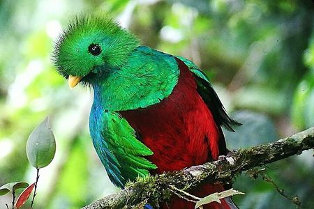 Monteverde Birdwatching & night walk Combo(Small Group)