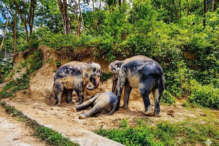 Phuket Highlights Tour Big Buddha Temple and Elephant Sanctuary