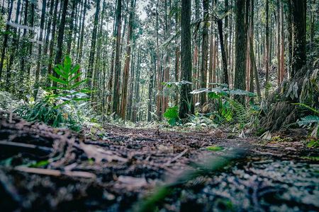 Kyoto Arashiyama Bamboo forest & Garden Half-Day Walking Tour