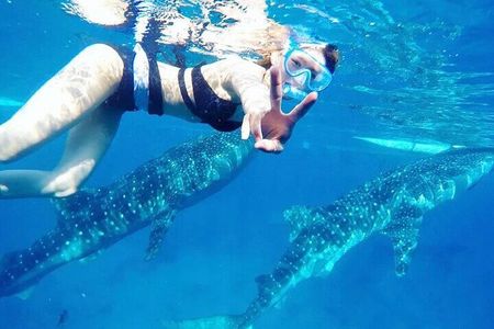 Whale Watching and Tumalog Falls with Ocean View Resort