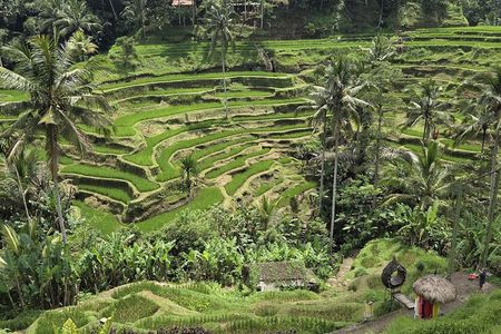 Private Ubud Tour Temples Rice Terraces and Waterfalls