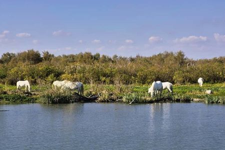 Camargue Full Day Tour from Avignon