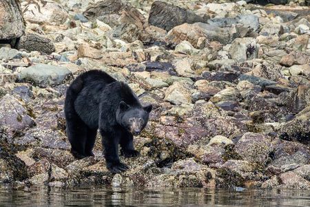 From Campbell River: Spring Bear and Waterfall Tour