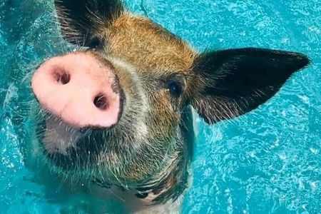 3 Islands Tour Swim with Pigs Turtles Snorkeling and Lunch