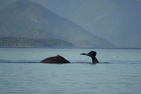 Covered Boat Whale Watching 4-Hour Tour from Campbell River