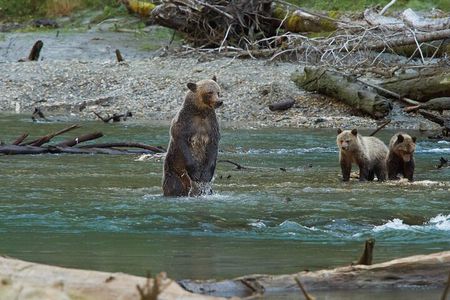 From Vancouver Island: Grizzly Bear Full Day Tour to Toba Inlet