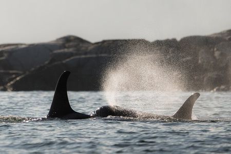 Zodiac Boat Whale and Wildlife 7-8-Hour Tour from Campbell River