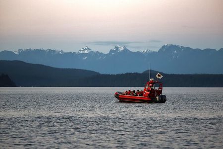 Zodiac Boat Whale and Wildlife 4-Hour Tour from Campbell River