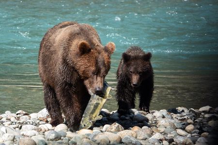 From Vancouver Island: Grizzly Bear Full Day Tour to Bute Inlet