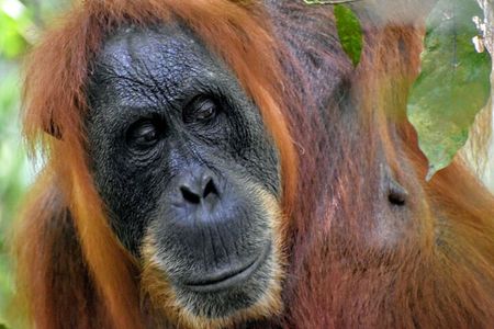 5 Days North Sumatera Adventure : Bukit Lawang & Mount Sibayak