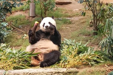 Ocean Park Full-Day Coach Tour with Hotel Pickup in Kowloon Area from Hong Kong