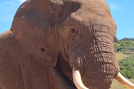 Addo Elephant National Park Day Tour with Safari and Snacks