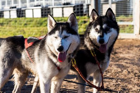Rovaniemi: Drive Your Own Husky Team (Autumn) & BBQ