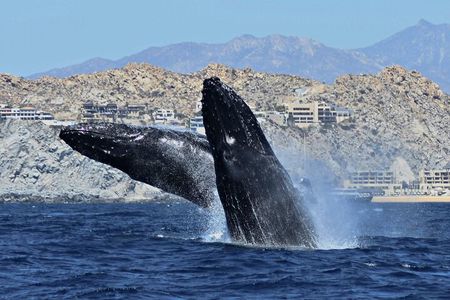 Cabo San Lucas Whale Watching: Hear the Whales as You See Them
