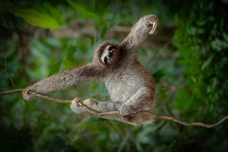 Sloth Tour in Rainforest, Waterfall, Organic Coffee and Chocolate