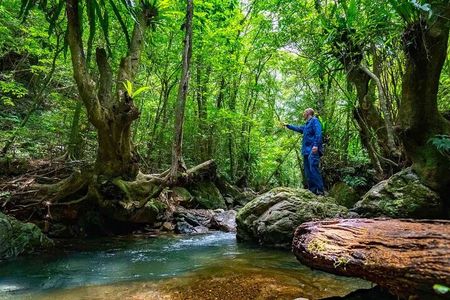 Private Half Day South Amami Jungle Adventure