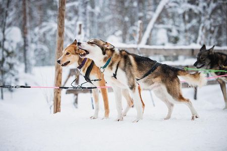 Husky Farm Visit in Rovaniemi