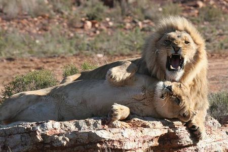 Morning Big 5 Safari Adventure at Aquila with Wine Tasting Escape