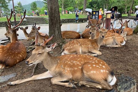 From Osaka: Private Nara Tour with Meet-Up at Your Hotel
