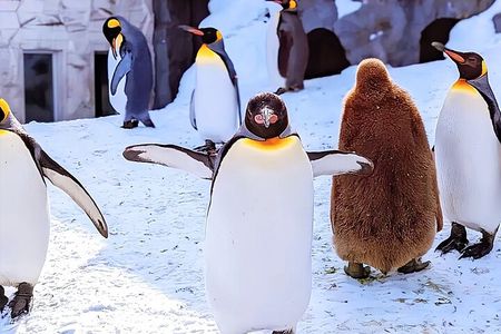 Hokkaido Sapporo Furano Lavender Biei Blue Pond Tour with Lunch