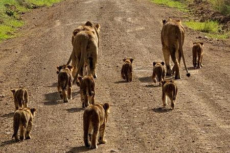 Half Day Safari to Nairobi National Park Excursion