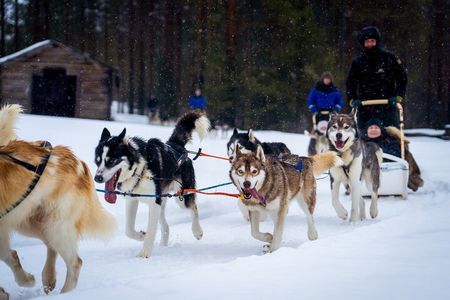 Rovaniemi: Drive Your Own Husky Team (6–10 km) & BBQ
